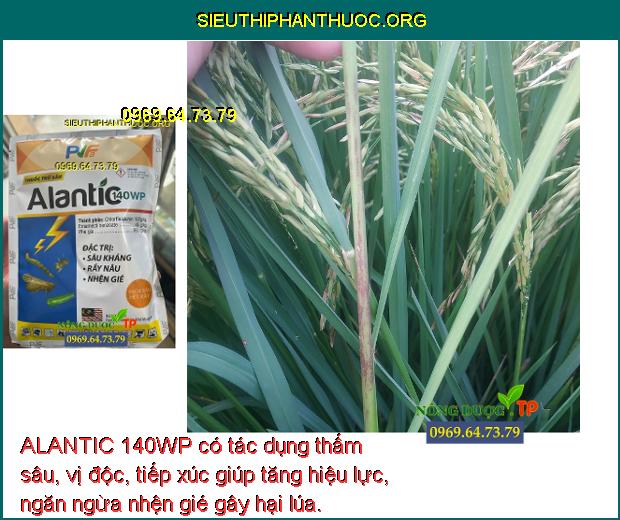 ALANTIC 140WP có tác dụng thấm sâu, vị độc, tiếp xúc giúp tăng hiệu lực, ngăn ngừa nhện gié gây hại lúa.