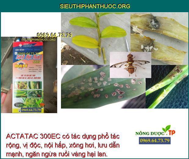 ACTATAC 300EC có tác dụng phổ tác rộng, vị độc, nội hấp, xông hơi, lưu dẫn mạnh, ngăn ngừa ruồi vàng hại lan.