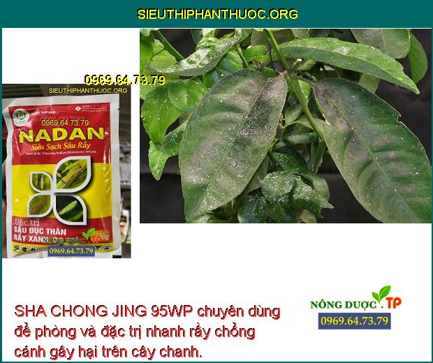 SHA CHONG JING 95WP chuyên dùng để phòng và đặc trị nhanh rầy chổng cánh gây hại trên cây chanh. 