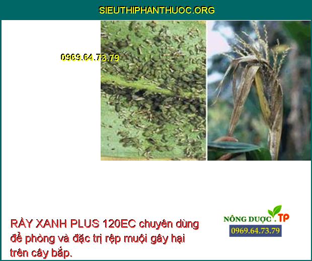 RẦY XANH PLUS 120EC chuyên dùng để phòng và đặc trị rệp muội gây hại trên cây bắp.