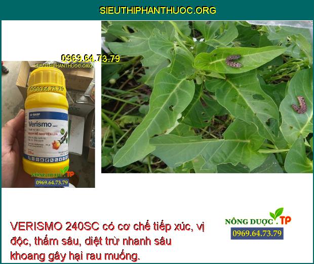 VERISMO 240SC có cơ chế tiếp xúc, vị độc, thấm sâu, diệt trừ nhanh sâu khoang gây hại rau muống.