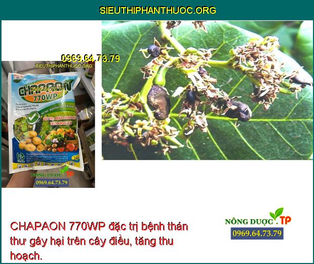 CHAPAON 770WP đặc trị bệnh thán thư gây hại trên cây điều, tăng thu hoạch.