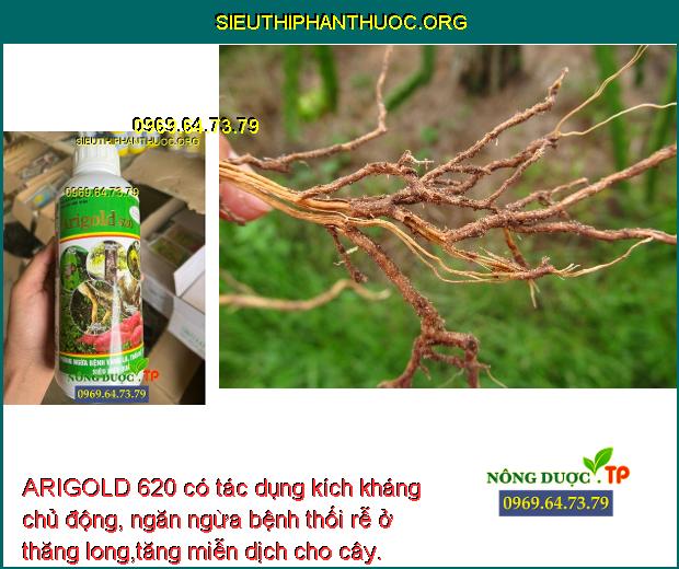 ARIGOLD 620 có tác dụng kích kháng chủ động, ngăn ngừa bệnh thối rễ ở thăng long,tăng miễn dịch cho cây.