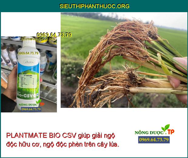 PLANTMATE BIO CSV giúp giải ngộ độc hữu cơ, ngộ độc phèn trên cây lúa.