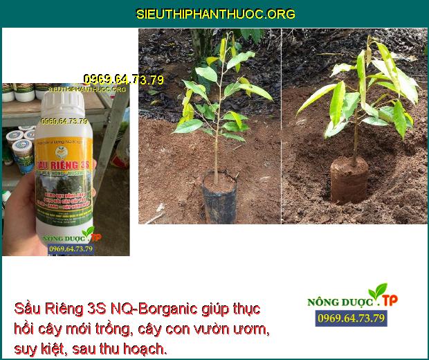 Sầu Riêng 3S NQ-Borganic giúp thục hồi cây mới trồng, cây con vườn ươm, suy kiệt, sau thu hoạch.