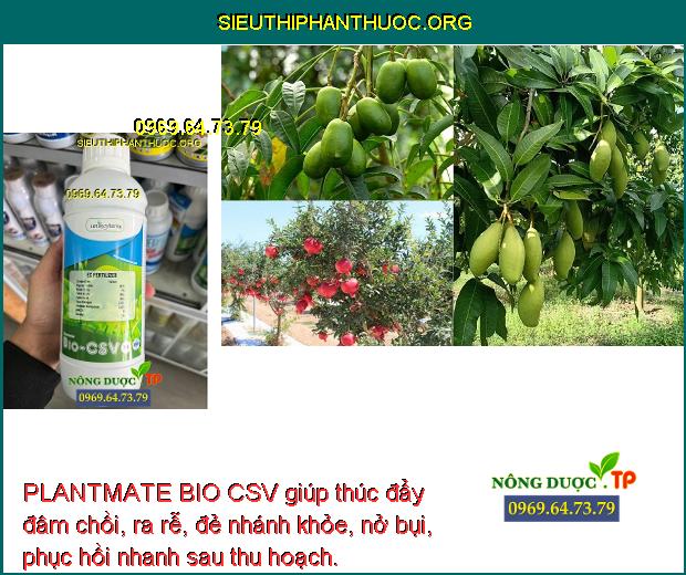 PLANTMATE BIO CSV giúp thúc đẩy đâm chồi, ra rễ, đẻ nhánh khỏe, nở bụi, phục hồi nhanh sau thu hoạch.