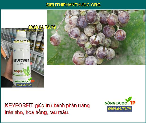 KEYFOSFIT giúp trừ bệnh phấn trắng trên nho, hoa hồng, rau màu. 