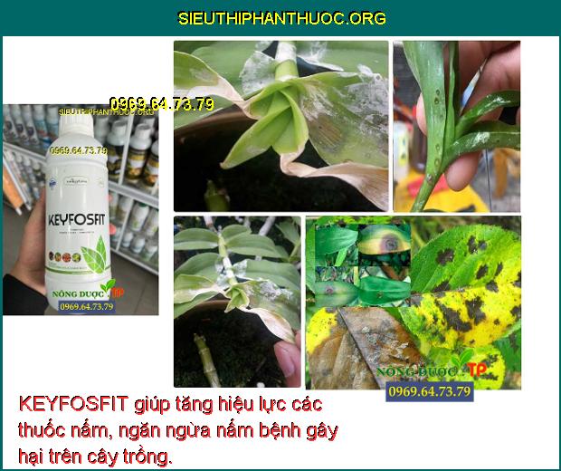 KEYFOSFIT giúp tăng hiệu lực các thuốc nấm, ngăn ngừa nấm bệnh gây hại trên cây trồng.