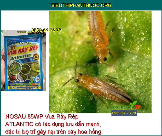 NOSAU 85WP Vua Rầy Rệp ATLANTIC- Đặc Trị Rầy Xanh- Nhện Đỏ- Bọ Trĩ- Rệp ...