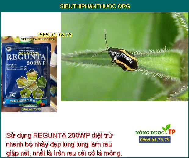 Sử dụng REGUNTA 200WP diệt trừ nhanh bọ nhảy đạp lung tung làm rau giập nát, nhất là trên rau cải có lá mỏng.