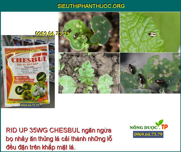 RID UP 35WG CHESBUL ngăn ngừa bọ nhảy ăn thủng lá cải thành những lỗ đều đặn trên khắp mặt lá.