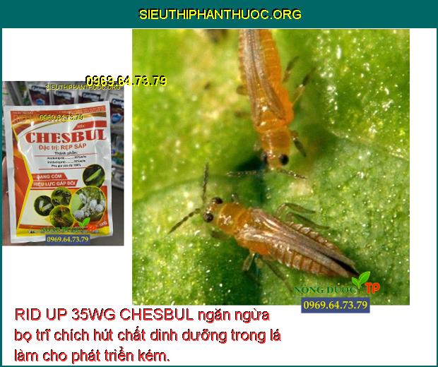 RID UP 35WG CHESBUL ngăn ngừa bọ trĩ chích hút chất dinh dưỡng trong lá làm cho phát triển kém.