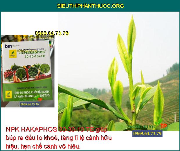 NPK HAKAPHOS 30-30-10 TE giúp búp ra đều to khoẻ, tăng tỉ lệ cành hữu hiệu, hạn chế cành vô hiệu.