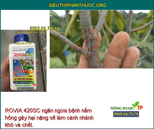 ROVIA 420SC ngăn ngừa bệnh nấm hồng gây hại nặng sẽ làm cành nhánh khô và chết.