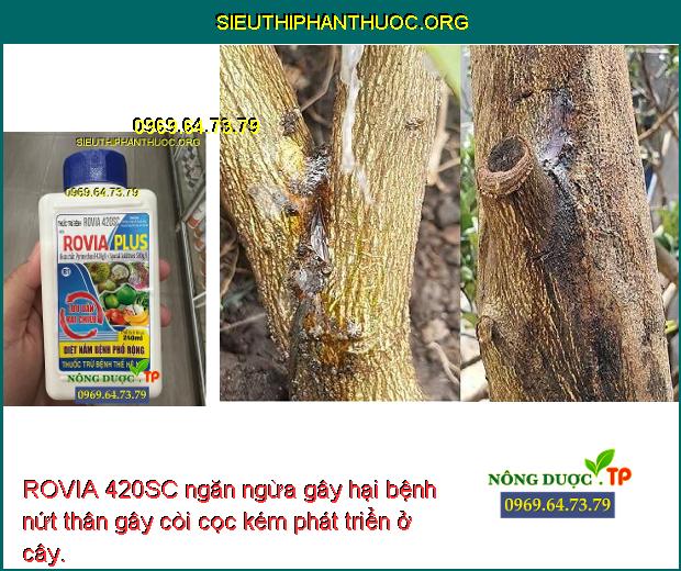ROVIA 420SC ngăn ngừa gây hại bệnh nứt thân gây còi cọc kém phát triển ở cây.