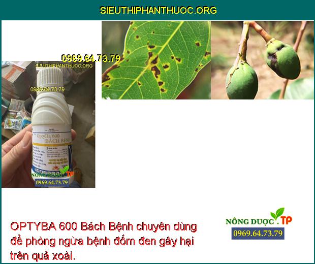 OPTYBA 600 Bách Bệnh chuyên dùng để phòng ngừa bệnh đốm đen gây hại trên quả xoài.