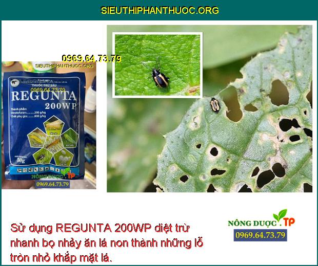 Sử dụng REGUNTA 200WP diệt trừ nhanh bọ nhảy ăn lá non thành những lỗ tròn nhỏ khắp mặt lá.