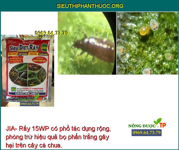 JIA- Rầy 15WP có phổ tác dụng rộng, phòng trừ hiệu quả bọ phấn trắng gây hại trên cây cà chua.