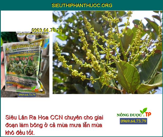 Siêu Lân Ra Hoa CCN chuyên cho giai đoạn làm bông ở cả mùa mưa lẫn mùa khô đều tốt.