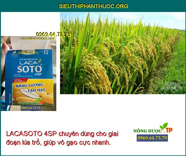 LACASOTO 4SP chuyên dùng cho giai đoạn lúa trổ, giúp vô gạo cực nhanh.