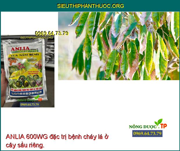 ANLIA 600WG đặc trị bệnh cháy lá ở cây sầu riêng.
