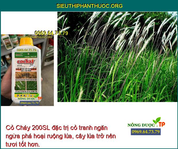 Cỏ Cháy 200SL đặc trị cỏ tranh ngăn ngừa phá hoại ruộng lúa, cây lúa trở nên tươi tốt hơn.