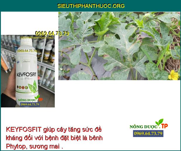 KEYFOSFIT giúp cây tăng sức đề kháng đối với bệnh đặt biệt là bênh Phytop, sương mai .