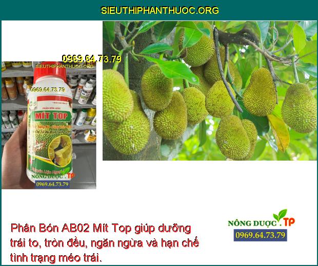 Phân Bón AB02 Mít Top giúp dưỡng trái to, tròn đều, ngăn ngừa và hạn chế tình trạng méo trái.