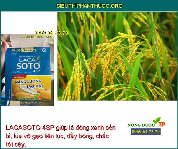 LACASOTO 4SP giúp lá đòng xanh bền bỉ, lúa vô gạo liên tục, đầy bông, chắc tới cậy.