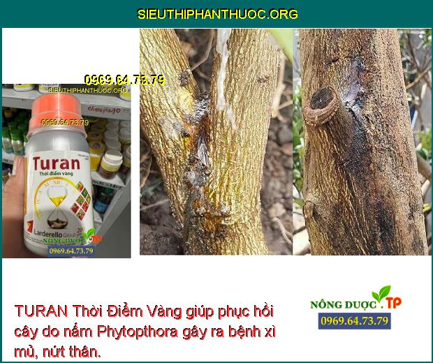 TURAN Thời Điểm Vàng giúp phục hồi cây do nấm Phytopthora gây ra bệnh xì mủ, nứt thân.