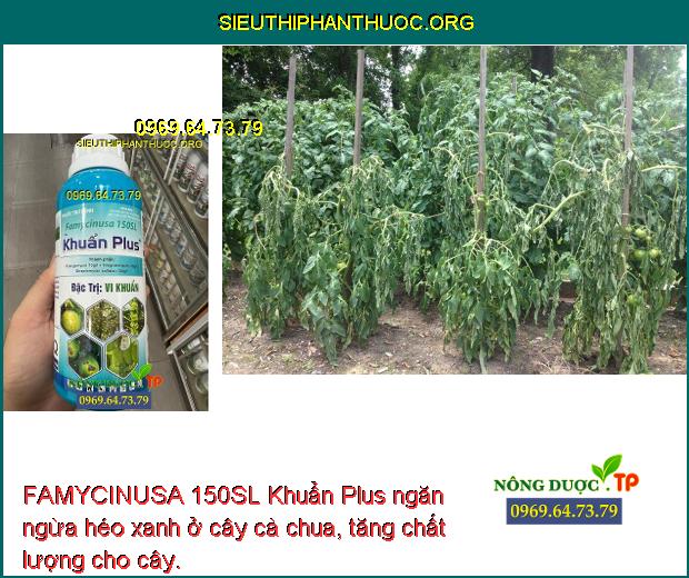 FAMYCINUSA 150SL Khuẩn Plus ngăn ngừa héo xanh ở cây cà chua, tăng chất lượng cho cây.