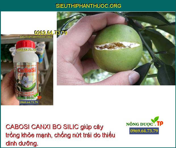 CABOSI CANXI BO SILIC giúp cây trồng khỏe mạnh, chống nứt trái do thiếu dinh dưỡng.