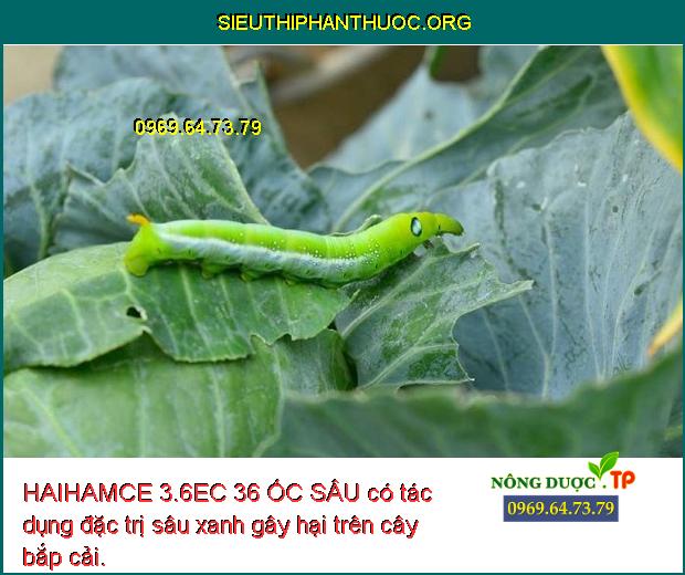 HAIHAMCE 3.6EC 36 ỐC SÂU có tác dụng đặc trị sâu xanh gây hại trên cây bắp cải.