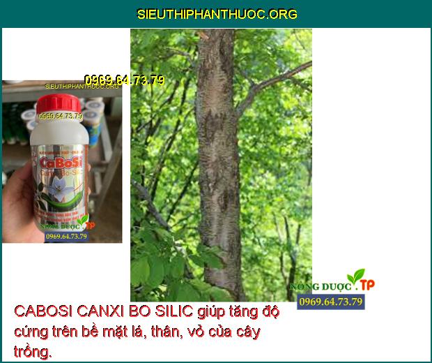 CABOSI CANXI BO SILIC giúp tăng độ cứng trên bề mặt lá, thân, vỏ của cây trồng.