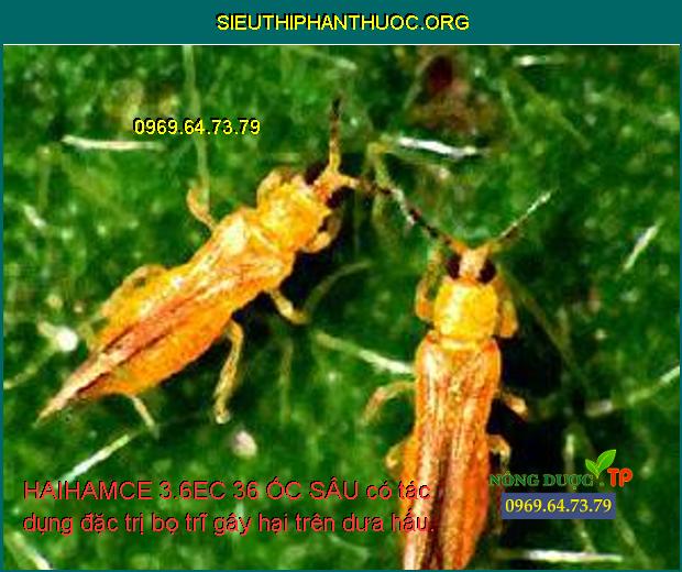 HAIHAMCE 3.6EC 36 ỐC SÂU có tác dụng đặc trị bọ trĩ gây hại trên dưa hấu.