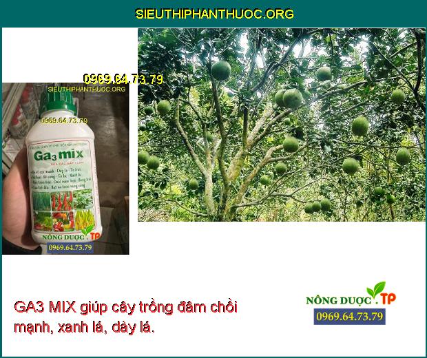 GA3 MIX giúp cây trồng đâm chồi mạnh, xanh lá, dày lá.