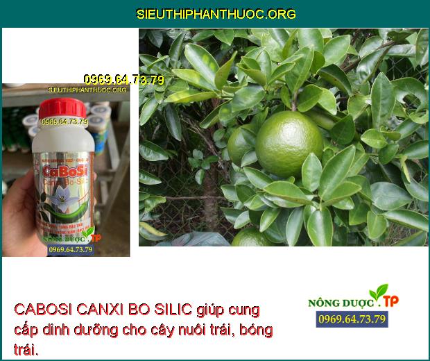 CABOSI CANXI BO SILIC giúp cung cấp dinh dưỡng cho cây nuôi trái, bóng trái.