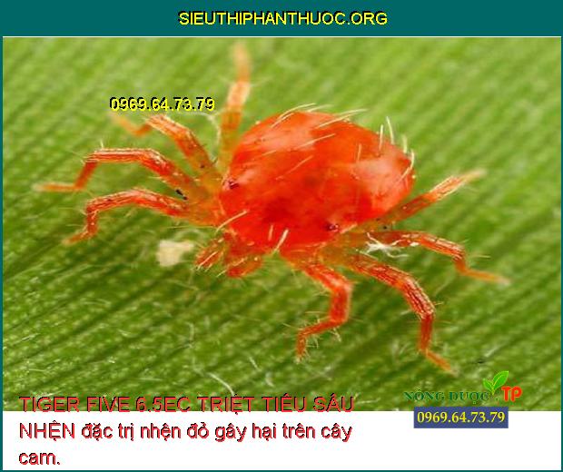 TIGER FIVE 6.5EC TRIỆT TIÊU SÂU NHỆN đặc trị nhện đỏ gây hại trên cây cam.