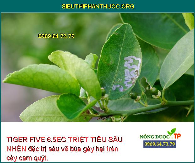 TIGER FIVE 6.5EC TRIỆT TIÊU SÂU NHỆN đặc trị sâu vẽ bùa gây hại trên cây cam quýt.