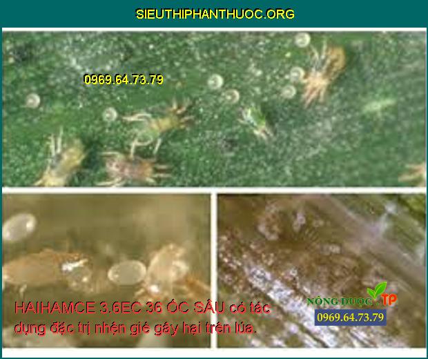 HAIHAMCE 3.6EC 36 ỐC SÂU có tác dụng đặc trị nhện gié gây hại trên lúa.