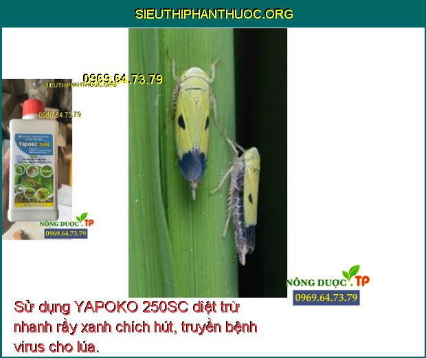 Sử dụng YAPOKO 250SC diệt trừ nhanh rầy xanh chích hút, truyền bệnh virus cho lúa.