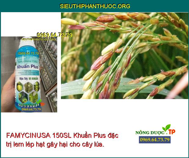 FAMYCINUSA 150SL Khuẩn Plus đặc trị lem lép hạt gây hại cho cây lúa.