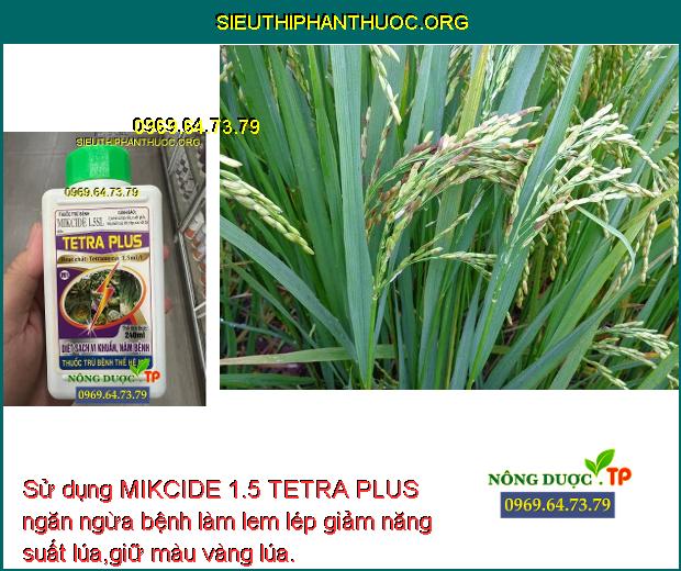 Sử dụng MIKCIDE 1.5 TETRA PLUS ngăn ngừa bệnh làm lem lép giảm năng suất lúa,giữ màu vàng lúa.