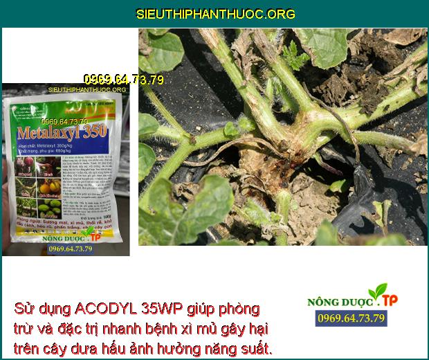 Sử dụng ACODYL 35WP giúp phòng trừ và đặc trị nhanh bệnh xì mủ gây hại trên cây dưa hấu ảnh hưởng năng suất.