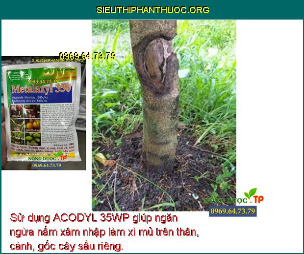 Sử dụng ACODYL 35WP giúp ngăn ngừa nấm xâm nhập làm xì mủ trên thân, cành, gốc cây sầu riêng.