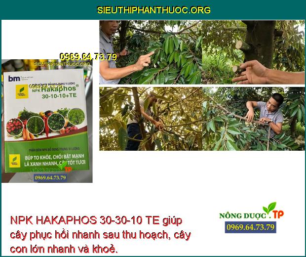 NPK HAKAPHOS 30-30-10 TE giúp cây phục hồi nhanh sau thu hoạch, cây con lớn nhanh và khoẻ.