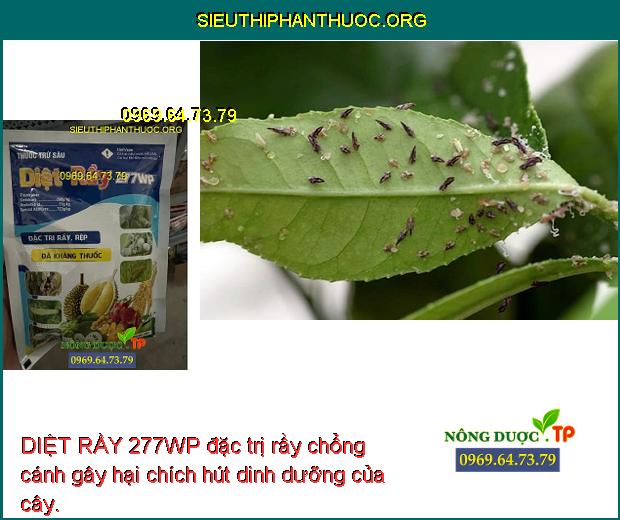 DIỆT RẦY 277WP đặc trị rầy chổng cánh gây hại chích hút dinh dưỡng của cây.