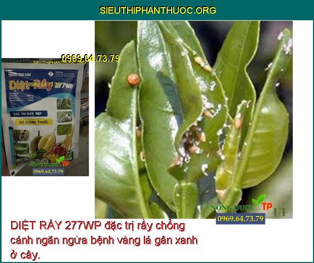 DIỆT RẦY 277WP đặc trị rầy chổng cánh ngăn ngừa bệnh vàng lá gân xanh ở cây.