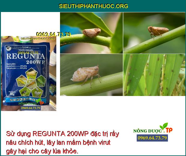 Sử dụng REGUNTA 200WP đặc trị rầy nâu chích hút, lây lan mầm bệnh virut gây hại cho cây lúa khỏe.