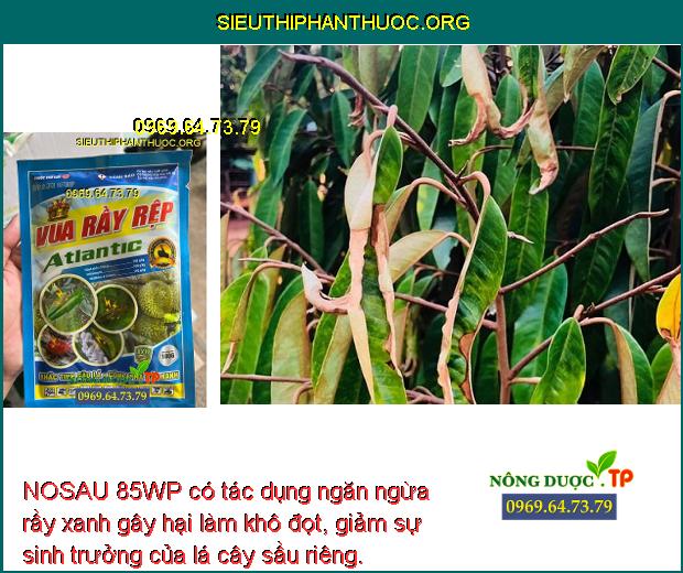 NOSAU 85WP có tác dụng ngăn ngừa rầy xanh gây hại làm khô đọt, giảm sự sinh trưởng của lá cây sầu riêng.